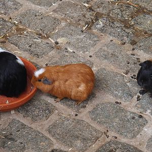 Domestic guinea pigs (Cavia porcellus), 2024-09-17