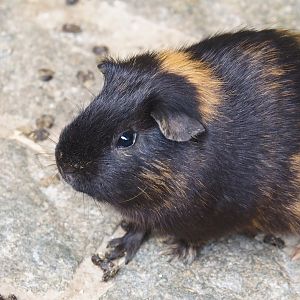 Domestic guinea pigs (Cavia porcellus), 2024-09-17