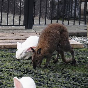 Very large albino Domestic rabbit (Oryctolagus cuniculus domesticus) and Red-necked wallaby (Notamacropus rufogriseus), 2024-09-17