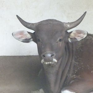 Javan banteng -Zoologischer Garten Berlin (2024)