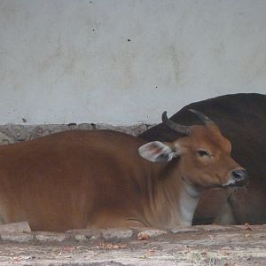 Javan banteng -Zoologischer Garten Berlin (2024)