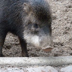 Southern white-lipped peccary -Zoologischer Garten Berlin (2024)