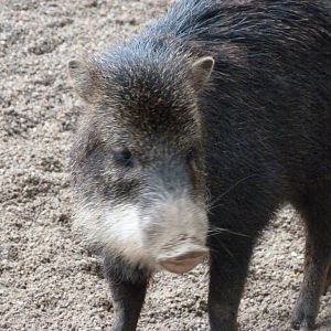 Southern white-lipped peccary -Zoologischer Garten Berlin (2024)