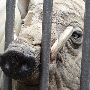 Sulawesi babirusa -Zoologischer Garten Berlin (2024)