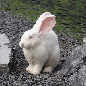 Very large albino domestic rabbit (Oryctolagus cuniculus domesticus), 2024-09-17