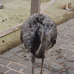 Greater rhea (Rhea americana), 2024-09-17