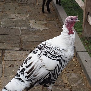 Domestic turkey (Meleagris gallopavo domesticus), 2024-09-17