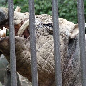 Sulawesi babirusa -Zoologischer Garten Berlin (2024)