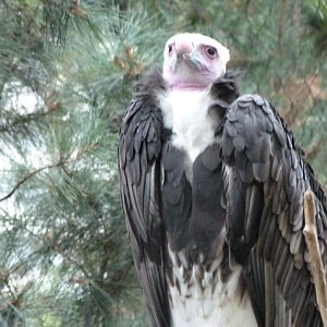 White-headed vulture -Zoologischer Garten Berlin (2024)