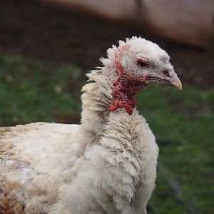 Domestic turkey (Meleagris gallopavo domesticus), 2024-09-17