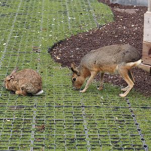 Domestic rabbit (Oryctolagus cuniculus domesticus) and Patagonian mara (Dolichotis patagonum), 2024-09-17
