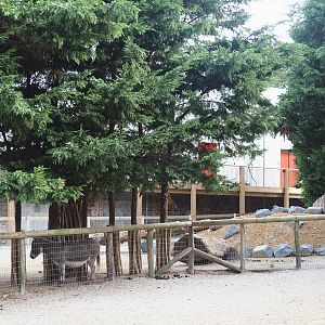 New domestic donkey paddock near Farm House lodges, 2024-09-17