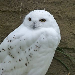 Snowy owl -Zoologischer Garten Berlin (2024)