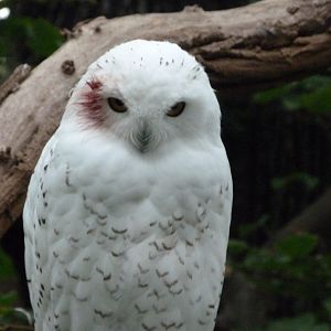 Snowy owl -Zoologischer Garten Berlin (2024)