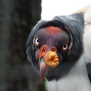 King vulture -Zoologischer Garten Berlin (2024)
