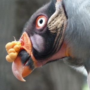 King vulture -Zoologischer Garten Berlin (2024)