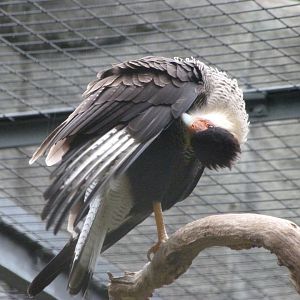 Crested caracara -Zoologischer Garten Berlin (2024)