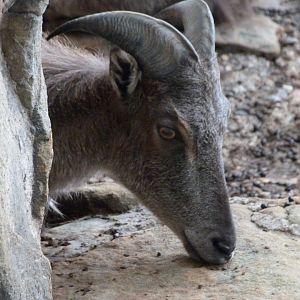 Himalayan tahr -Zoologischer Garten Berlin (2024)