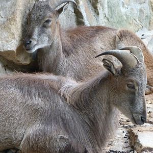 Himalayan tahr -Zoologischer Garten Berlin (2024)
