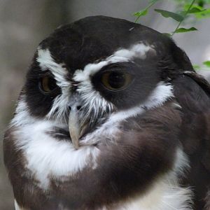 Spectacled owl -Zoologischer Garten Berlin (2024)
