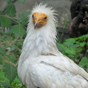 Western Egyptian vulture -Zoologischer Garten Berlin (2024)