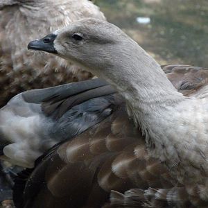 Blue-winged goose -Zoologischer Garten Berlin (2024)