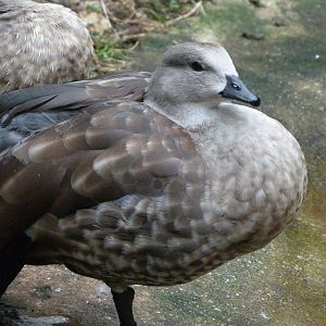 Blue-winged goose -Zoologischer Garten Berlin (2024)