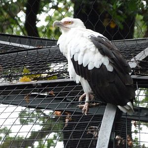 Palm-nut vulture -Zoologischer Garten Berlin (2024)