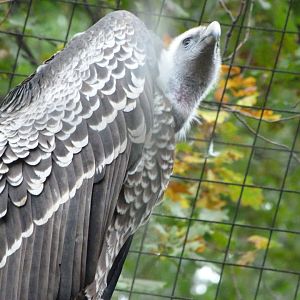 Rueppell's griffon vulture -Zoologischer Garten Berlin (2024)