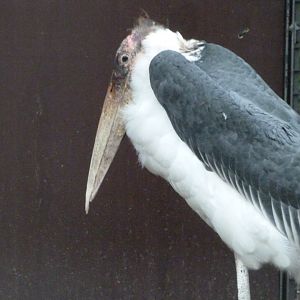 Marabou -Zoologischer Garten Berlin (2024)