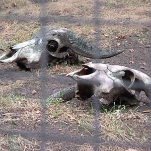 Skulls in vulture aviary -Zoologischer Garten Berlin (2024)
