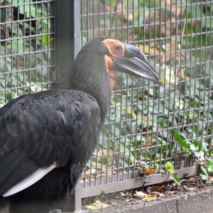 Southern ground hornbill -Zoologischer Garten Berlin (2024)