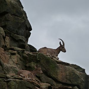 Siberian ibex -Zoologischer Garten Berlin (2024)