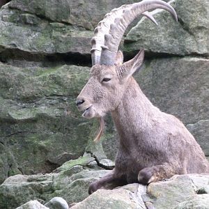 Siberian ibex -Zoologischer Garten Berlin (2024)