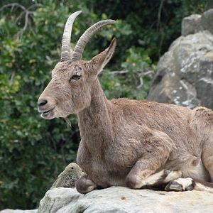 Siberian ibex -Zoologischer Garten Berlin (2024)