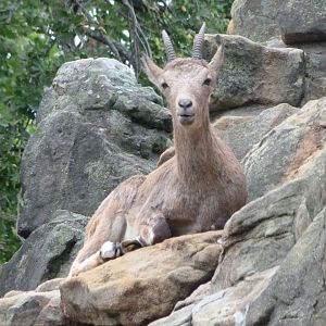 Siberian ibex -Zoologischer Garten Berlin (2024)