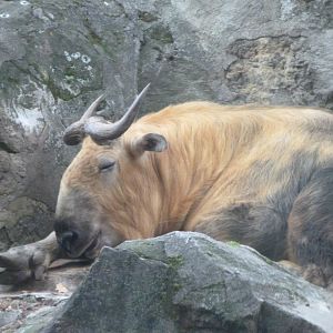 Sichuan takin -Zoologischer Garten Berlin (2024)