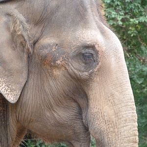 Indian elephant -Zoologischer Garten Berlin (2024)