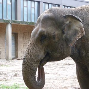 Indian elephant -Zoologischer Garten Berlin (2024)