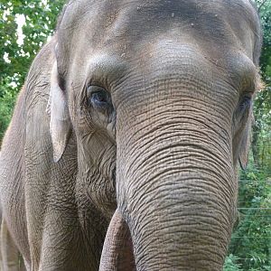 Indian elephant -Zoologischer Garten Berlin (2024)