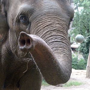Indian elephant -Zoologischer Garten Berlin (2024)