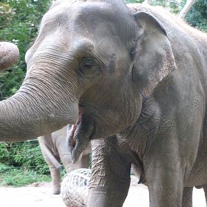 Indian elephant -Zoologischer Garten Berlin (2024)