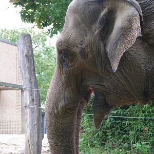 Indian elephant -Zoologischer Garten Berlin (2024)