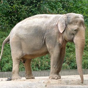 Indian elephant -Zoologischer Garten Berlin (2024)