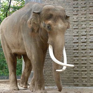Indian elephant -Zoologischer Garten Berlin (2024)