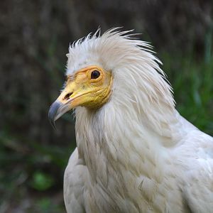 Canarian vulture (Neophron percnopterus majorensis)