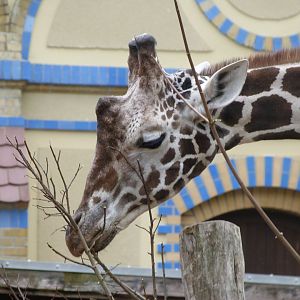 Giraffe -Zoologischer Garten Berlin (2024)
