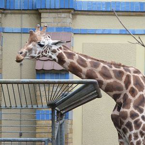 Giraffe -Zoologischer Garten Berlin (2024)