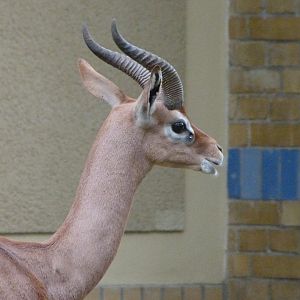 Southern gerenuk -Zoologischer Garten Berlin (2024)