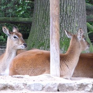 Kafue flats lechwe -Zoologischer Garten Berlin (2024)